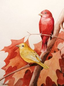 Summer Tanagers