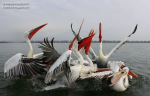 Dalmatian Pelicans photography