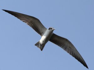 Soaring - White-winged Tern