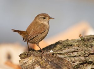 Wren