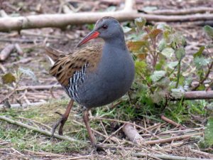 Water Rail