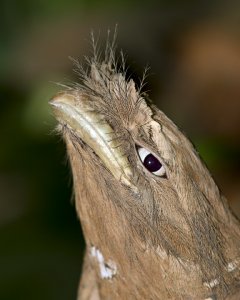 Sri Lanka Frogmouth