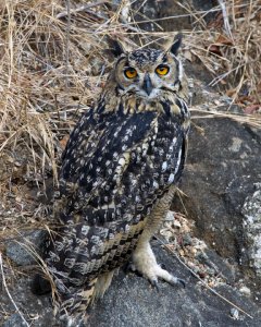 Eagle Owl