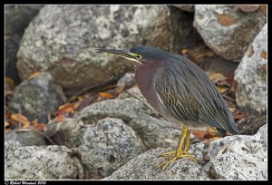 Green Heron - Butorides virescens