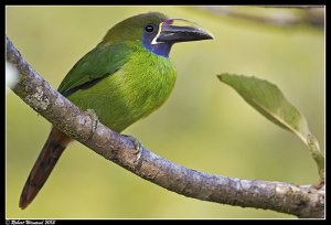 Emerald Toucanet - Aulacorhynchus prasinus