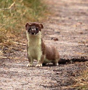 Stoat