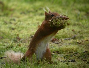 Red Squirrel