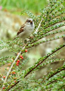 Dave The Sparrow