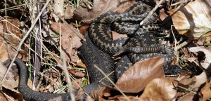 More Adders