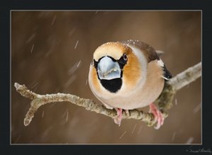 Henry Hawfinch