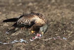 Red Kite feeding