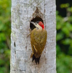 Spot-breasted woodpecker, Carpintero Pechipunteado, Colaptes punctigula pun
