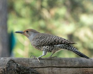 Female Northern Flicker