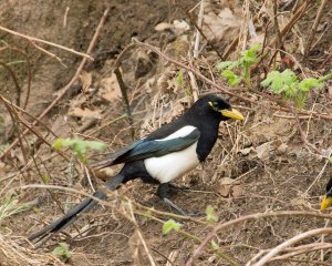 Yellow-billed Magpie