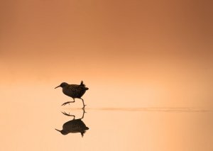 Rallus aquaticus-Water Rail