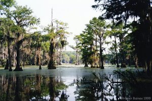 Bald Cypress at Caddo Lake