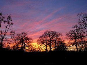 February Sunset