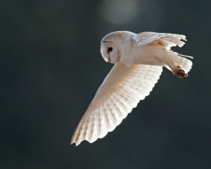 Barn Owl