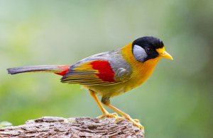 Silver Eared Mesia