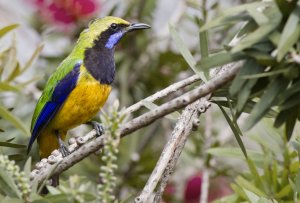 Orange bellied leafbird