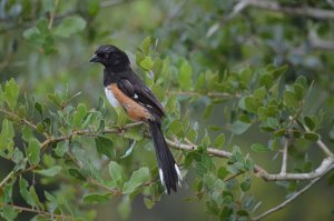 Eastern Towhee/ Pipilo erythrophthalmus