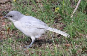 Unknown bird