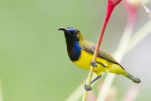 Olive Backed Sunbird