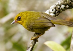 Golden Babbler