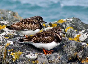 turnstones