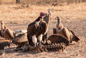 Four species of vulture