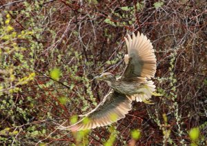 Juvenile Night Heron