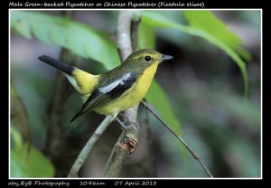 Male Green-backed Flycatcher or Chinese Flycatcher (Ficedula elisae)