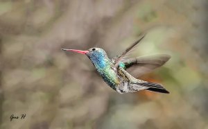 Broad-billed Hummingbird (M)
