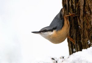 winter nutty