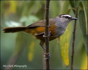 Grey - breasted Laughingthrush