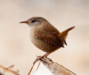 Wren