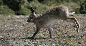 Brown Hare