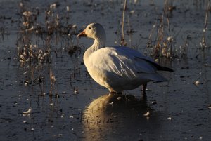 Evening Snow Goose