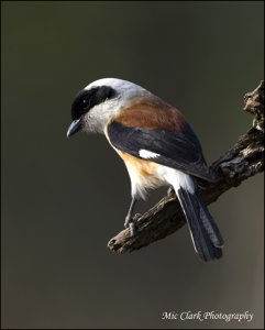 Bay-backed Shrike