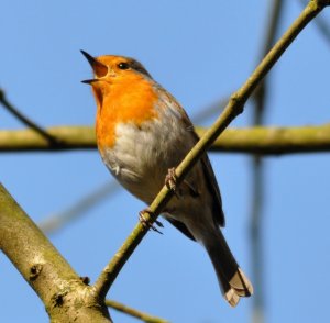 Robin... singing his heart out