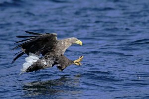 White Tailed Eagle