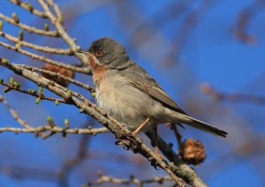 Subalpine Warbler