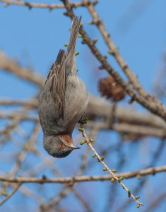 Subalpine Warbler