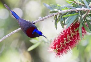 Black throated Sunbird