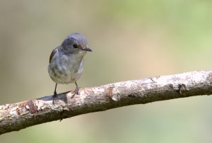 Little Pied Flycatcher ( female )