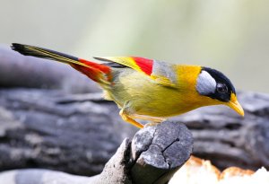 Silver eared Mesia