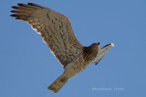 Short-toed Eagle