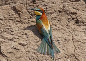 Bee Eater