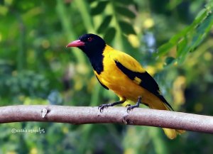 Black-hooded Oriole