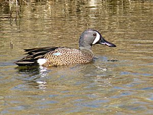 Blue-winged Teal